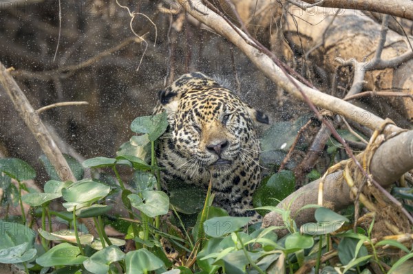 Jaguar (Panthera onca), shaking the water out of its fur, North Pantanal, Poconé, Mato Grosso,