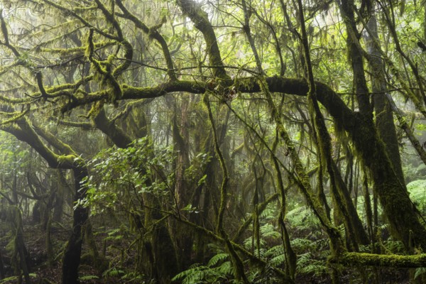 Laurel trees with mosses and lichens. Garajonay National Park, La Gomera, Canary Islands, Spain,
