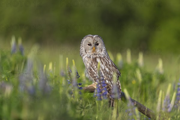 One Ural owl (Strix uralensis) sitting on a branch lying in a field of flowering lupines in late
