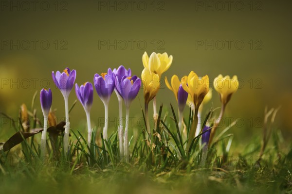 Spring Crocus or Giant Crocus (Crocus cultivars) flowering colourful in spring on a meadow,