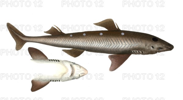 Fish, Fish, Shark genus from the spiny dogfish family, Squalus acGenus of the bannerfish, Anthias,