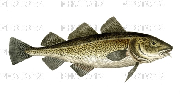 Fish, Fish, Cod family, Gadus morhua, Cod fish, Historical, digitally restored reproduction from a