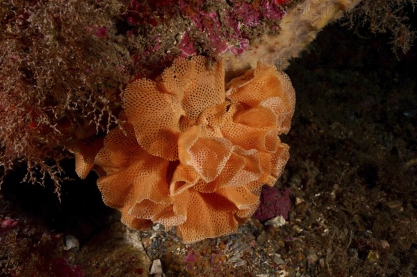 Orange-coloured coral-like structure with net texture, Neptune veil (Reteporella grimaldii)