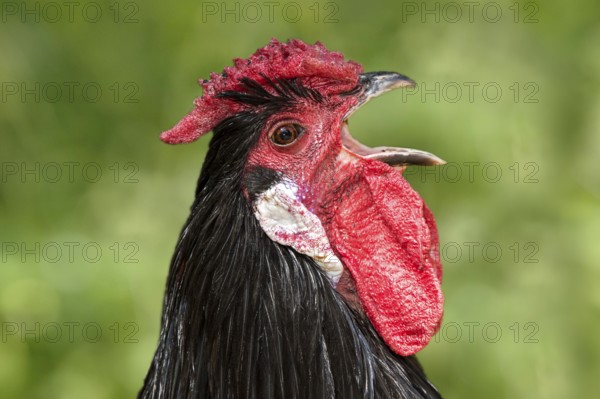 Rooster of the Alsatian hen breed (Gallus gallus f. dom.), blue-fringed colour, with a rose comb
