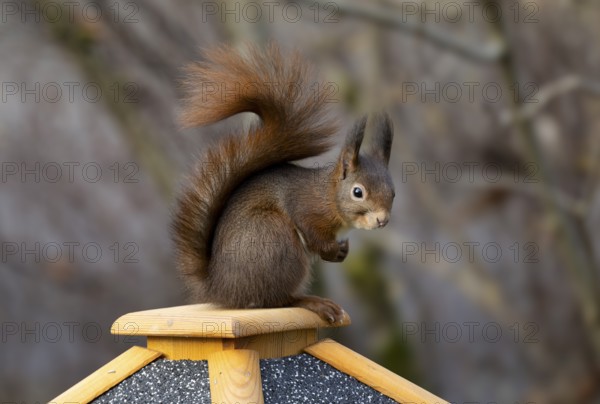 Eurasian red squirrel (Sciurus vulgaris), sitting on a bird feeder, Stuttgart, Baden-Württemberg,