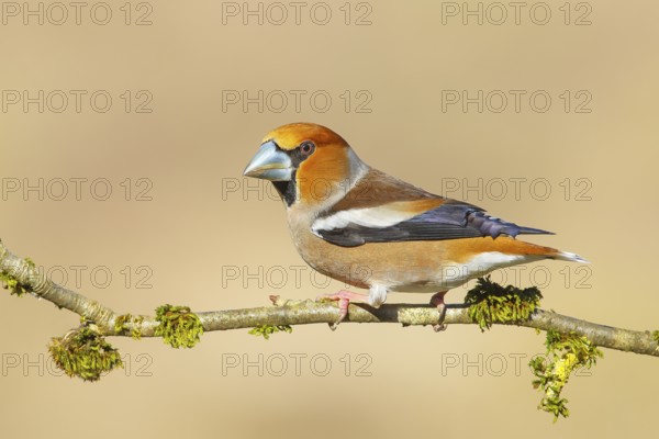 Hawfinch (Coccothraustes coccothraustes), male, with blue decorative feathers and grey-blue beak,