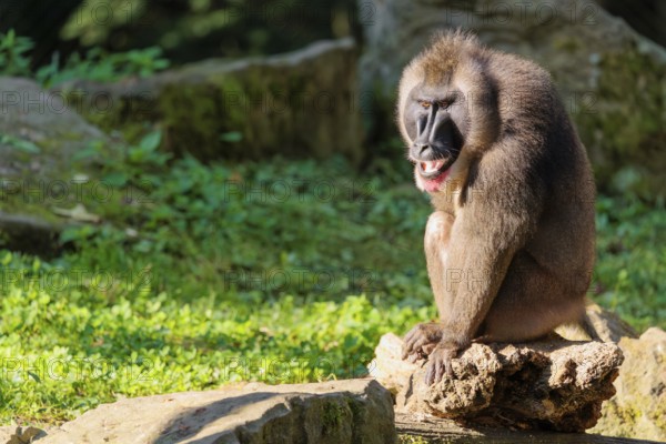 An adult male drill (Mandrillus leucophaeus) sits on a rock on the forest floor and enjoys the