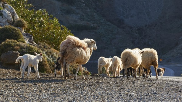 A group of sheep with lambs walking on a rural road in hilly terrain, sheep (e) or goat (s), ovis,