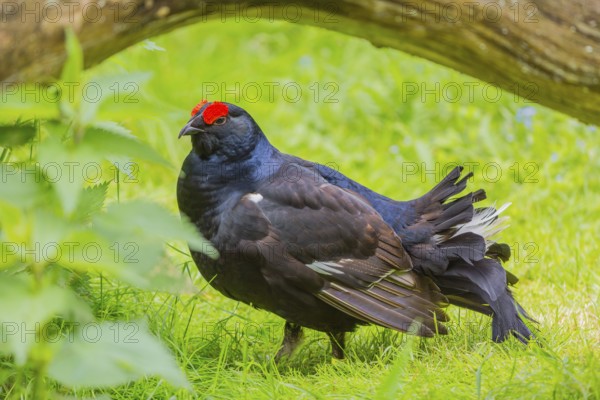 A male Black Grouse (Tetrao tetrix) during courtship display