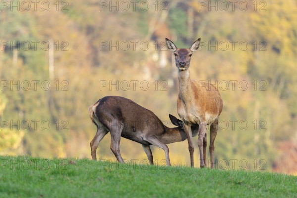 An adult red deer hind (Cervus elaphus) nurses her calf in a meadow in the beautiful morning light.