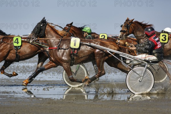 Horses with sulky, trotters, horse-drawn carriage, trotting race in the mudflats, Duhner Wattrennen