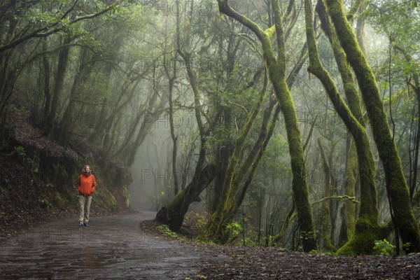 A hiker on a hiking trail in the cloud forest. Laurel trees with moss and lichen. Foggy weather.