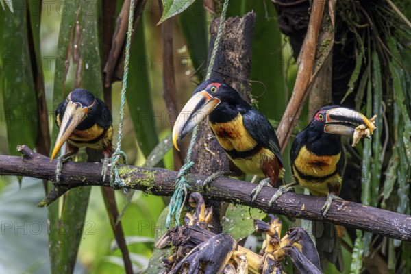 Pale-mandibled aracari (Pteroglossus erythropygius), Mindo Forest Reserve, Mindo, Ecuador, South