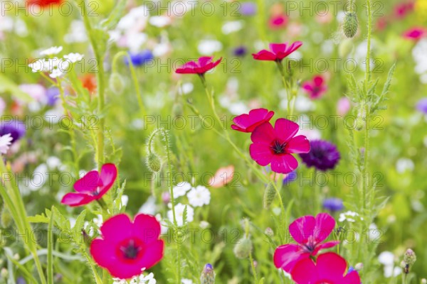 Colourful and species-rich flowering meadow in bloom, Saxony, Germany, Europe