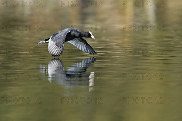 Eurasian Coot (Fulica atra), adult bird flying over the water, Flachsee, Canton Aargau,