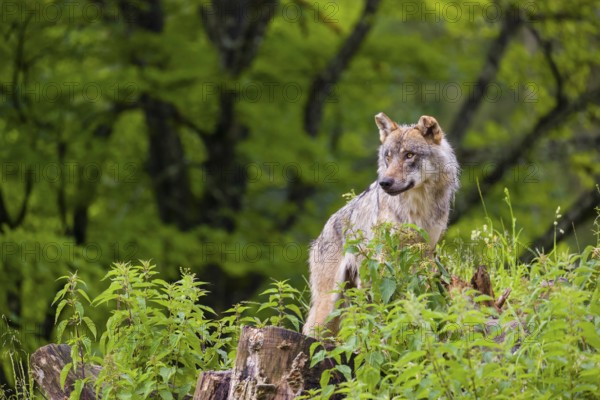 A eurasian gray wolf (Canis lupus lupus) stands on a grassy hill with a green forest in the