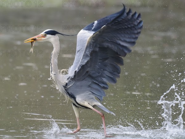 A grey heron (Ardea cinerea) with wide-spread wings and a fish in its beak, walking through the