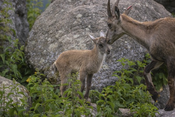 One adult female ibex (Capra ibex) grooming her baby. Some rocks and green vegetation around