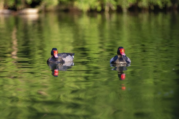 Two male rose-billed ducks (Netta peposaca) living freely in a park in Buenos Aires, Argentina,