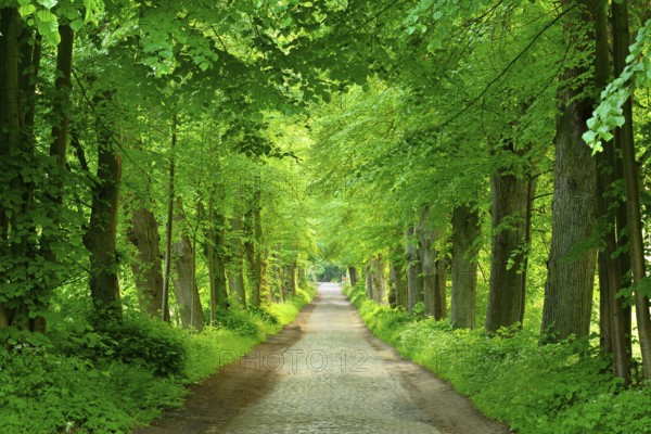 Country road with cobblestones through old lime tree avenue at the Schaalsee, Schaalsee Biosphere