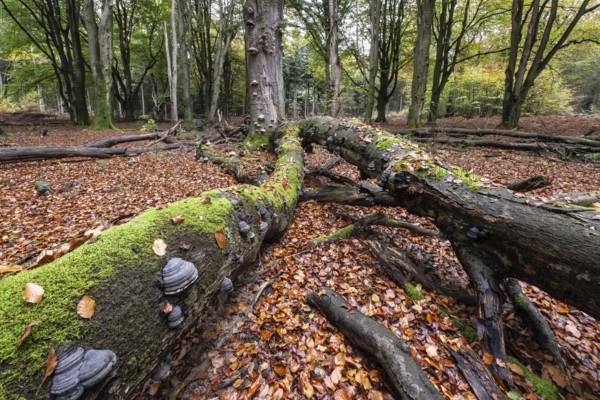 Tinder fungus (Fomes fomentarius) on beech deadwood, Emsland, Lower Saxony, Germany, Europe