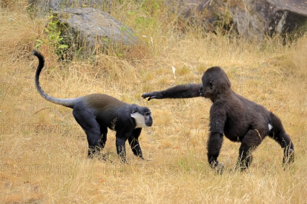 L'Hoest's monkey (Allochrocebus lhoesti, Syn.: Cercopithecus lhoesti), adult, on ground, playing,