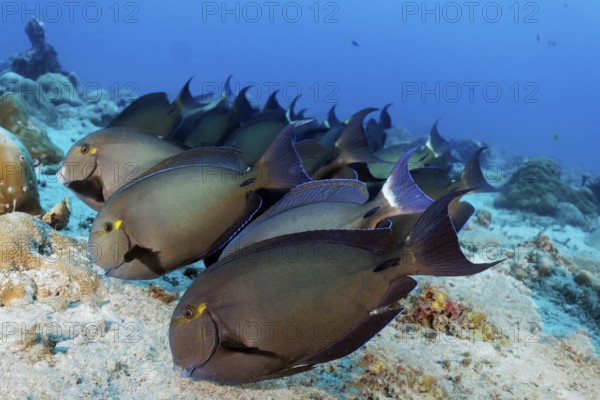 Shoal of Bloch's surgeonfish (Acanthurus blochii) grazing sandy bottom for food, Great Barrier