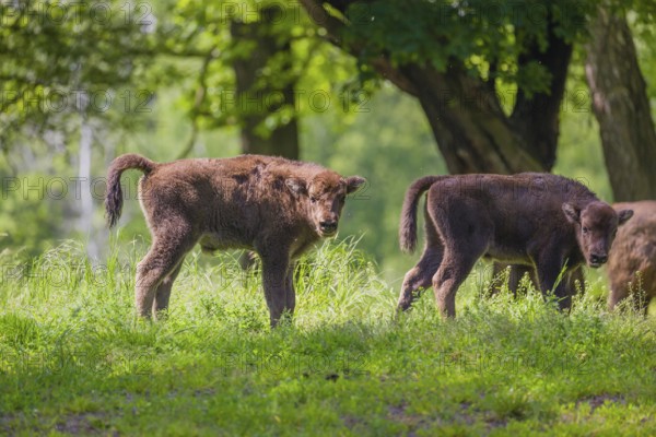 Two European bison calves (Bison bonasus) stand in a forest