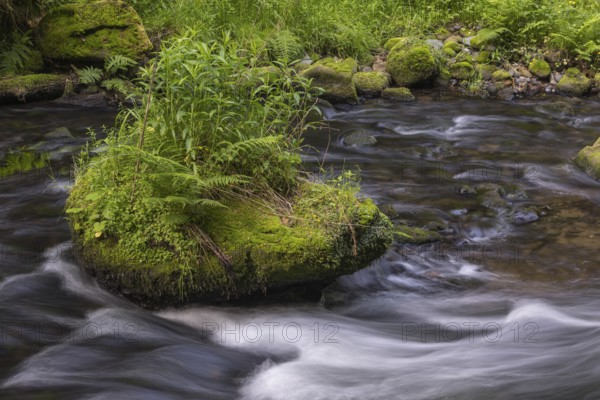 Flowing, silky water with ferns and rocks in the Edmunds Gorge, river Kamnitz, Hrensko, Ustecky