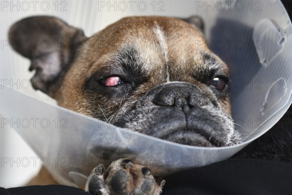French Bulldog dog with surgical implanted conjunctival flap covering eye used as treatment of deep