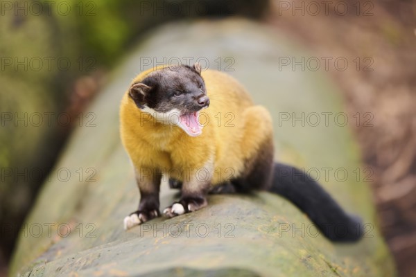 Yellow-throated marten (Martes flavigula) on an old tree trunk, Germany, Europe