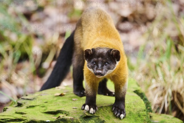 Yellow-throated marten (Martes flavigula)on a rock, Germany, Europe