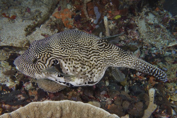 A map pufferfish (Arothron mappa) with a striking zigzag pattern moves over coral reefs, dive site
