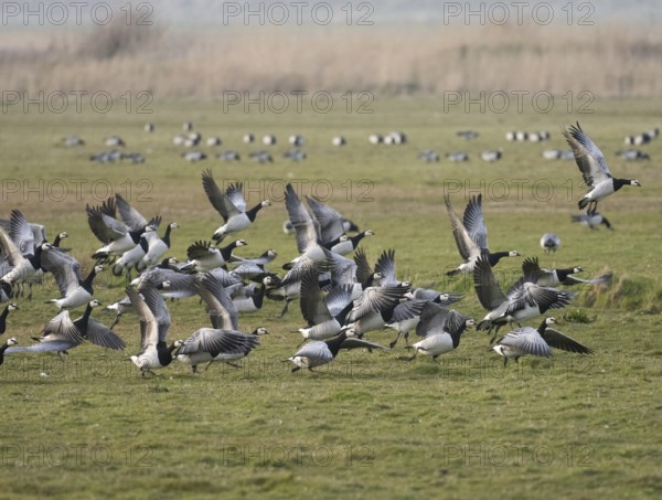 Barnacle Geese (Branta leucopsis), flock of adult birds on a field, taking off in flight, island of