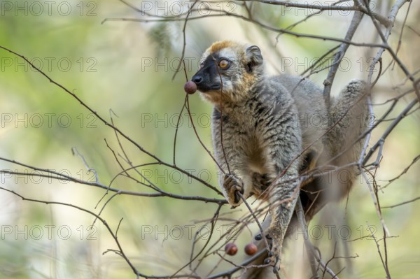 Red-fronted lemur (Eulemur rufifrons), sitting in a tree, Bemanonga, Menabe, Madagascar, Africa