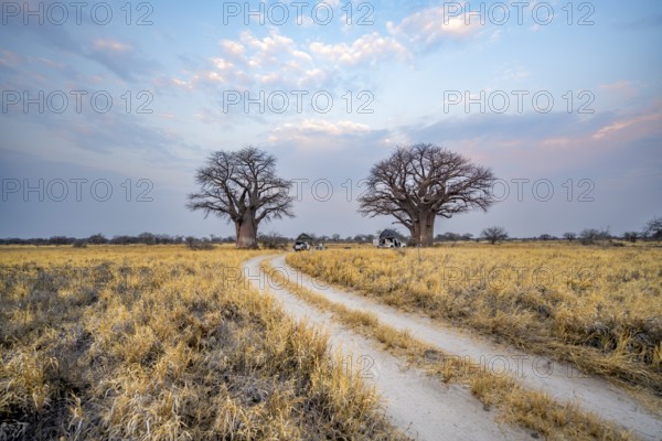 Road, track between yellow dry grass leads to baobabs, Nxai Pan National Park, Botswana, Africa