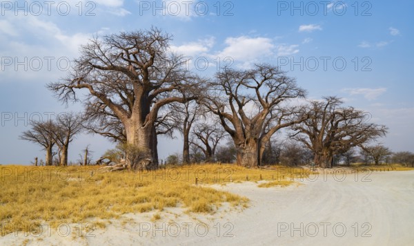 Babobabs on the edge of a salt pan, Baine's Baobabs, Nxai Pan National Park, Botswana, Africa
