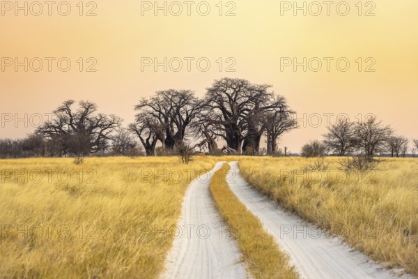 Road, track between yellow dry grass leading to baobabs, Baine's Baobabs, at sunset, Nxai Pan