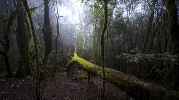 Cloud forest, laurel forest, Garajonay National Park, UNESCO World Heritage Site, La Gomera, Canary