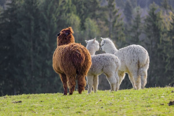 A brown female Alpaca (Vicugna pacos) and two white young stand on a green meadow . A forest is in