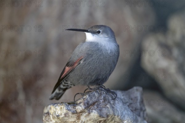 Wallcreeper (Tichodroma muraria), standing on rocks, captive, Alpenzoo Innsbruck, Tyrol, Austria,