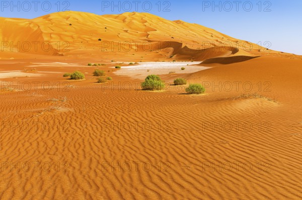 Wind-sculpted curved sand dunes with green vegetation, in the Rub al Khali desert, Dhofar province,