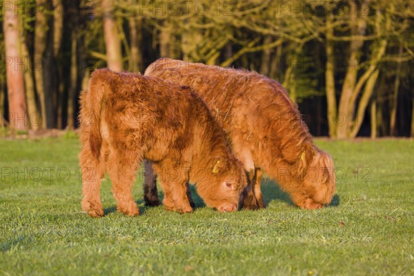 Two Highland calves (Bos primigenius) taurus) graze on a pasture at a forest edge