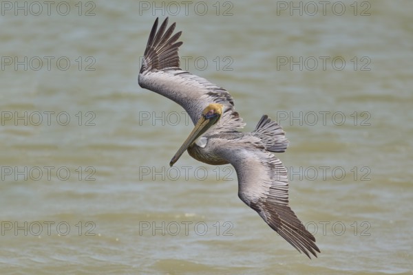 Brown Pelican, (Pelecanus occidentalis), Brown Pelican, approaching to fish in the sea, Flamingo,