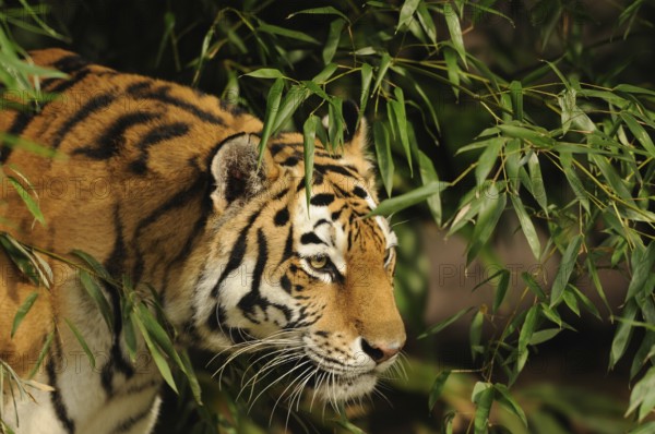 A tiger treading carefully through dense bamboo vegetation, Siberian tiger (Panthera tigris