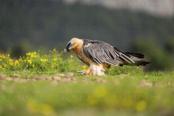 Bearded Vulture (Gypaetus barbatus) adult bird, Pyrenees, Lleida, Spain, Europe