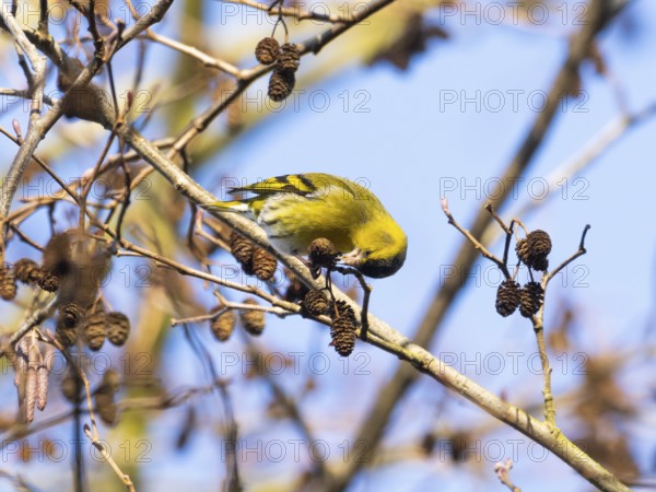 Siskin (Carduelis spinus), adult male perched on an alder branch, picking out seeds from the alder