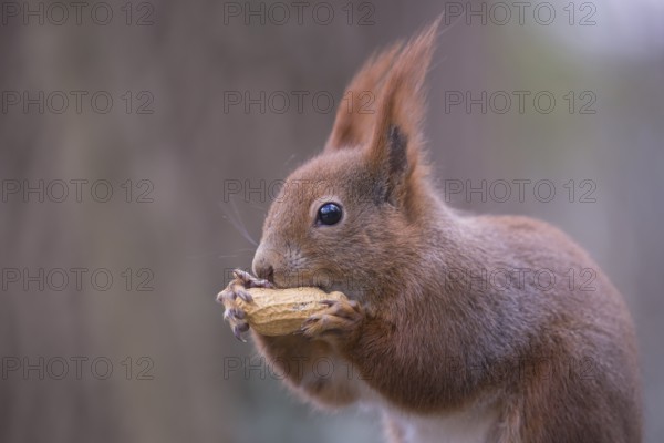 One Red squirrel or Eurasian red squirrel (Sciurus vulgaris) feeding on peanut. Trees in the