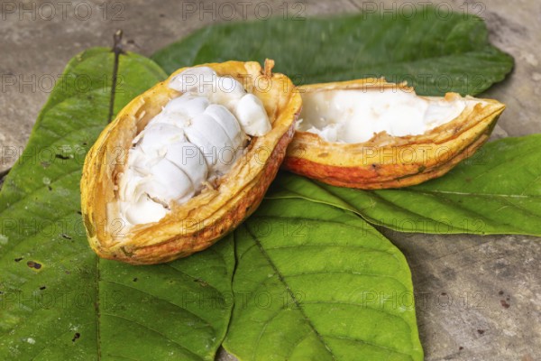 Opened cocoa pod Cocoa (Theobroma cacao), Costa Rica, Central America