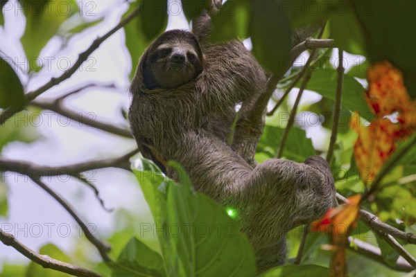 Three-fingered sloth male (Bradypus tridactylus) Costa Rica